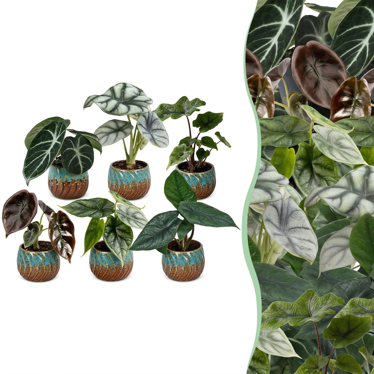 6x Baby Alocasia Familie