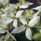 Productafbeelding van Pureplant