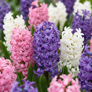 Hyacint pastel mix bloembollen