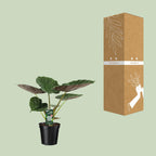 Alocasia Wentii - Olifantsoor, kenmerkend blad