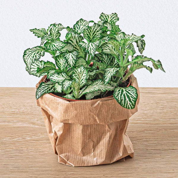 Fittonia 'White Tiger', mozaïekplantje met witte nerven