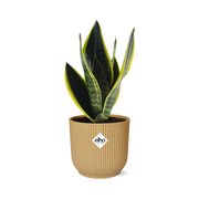 Sansevieria Futura Superba in ELHO Vibes Fold 14cm geel
