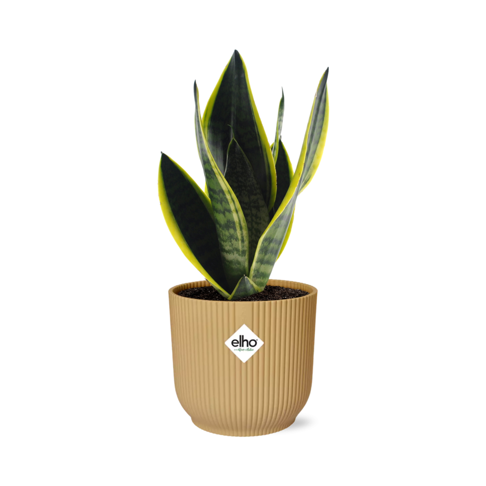 Productfoto van Sansevieria Futura Superba in ELHO Vibes Fold 14cm geel