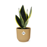 Sansevieria Futura Superba in ELHO Vibes Fold 14cm geel