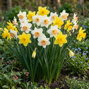 Narcissen mix bloembollen, diverse kleuren, foto 2