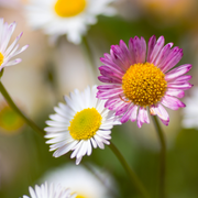 Erigeron karvinskianus