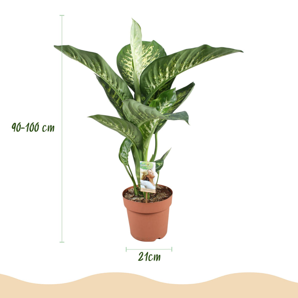 Diefenbachia Tropic Snow, detail van het blad