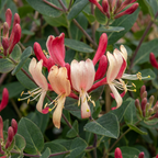 Lonicera periclymenum 'Serotina' - late kamperfoelie, kenmerkend blad