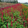 12x Persicaria a. 'Blackfield'