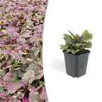 Ajuga reptans 'Burgundy Glow', detail van het blad