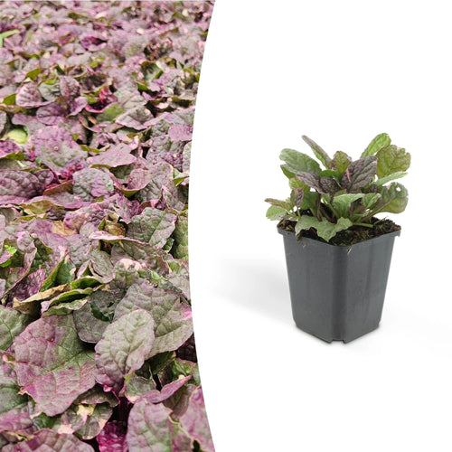 Ajuga reptans 'Burgundy Glow', detail van het blad