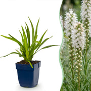 Liatris spicata Alba - Lampenkruid - Wit - 24 Planten