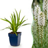 Liatris spicata Alba - Lampenkruid - Wit - 24 Planten