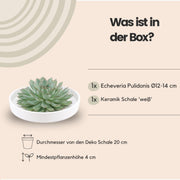 ROOTLESS Succulent Echeveria Pulidonis in schaal &