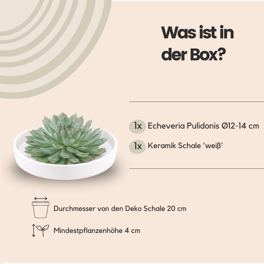 ROOTLESS Succulent Echeveria Pulidonis in schaal 'wit', groene bladeren