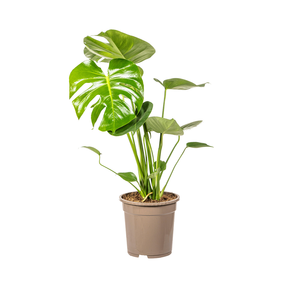 Monstera Deliciosa Tauerii, detail van het blad