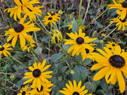 24x Rudbeckia fulgida &