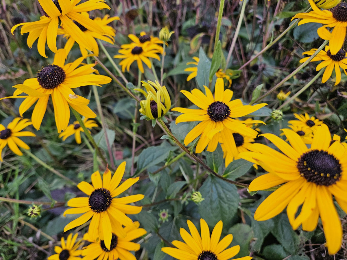 Rudbeckia fulgida 'Goldsturm', sierlijke plant