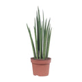 Productfoto van Sansevieria Mikado
