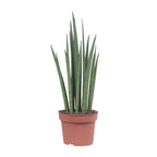 Productfoto van Sansevieria Mikado