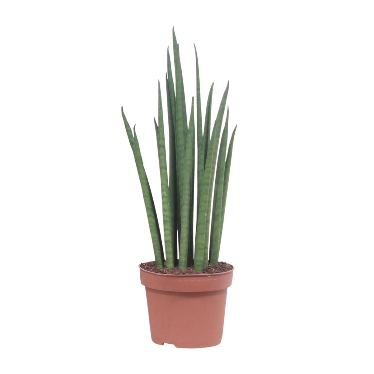 Productfoto van Sansevieria Mikado