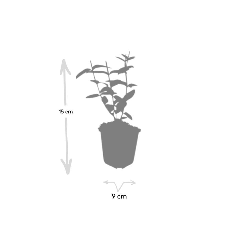 Hypericum inodorum, kenmerkend blad