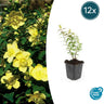 12x Hypericum 'Hidcote'