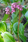 12x Bergenia cordifolia 'Herbstblüte'