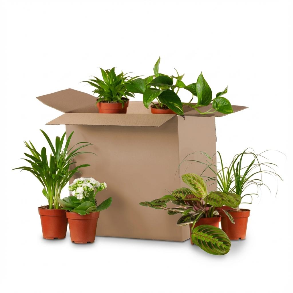 Kneusjesbox (6 stuks), kenmerkend blad