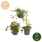 3x Baby Peperomia Mix - Groen - Rood - Tropisch - Ø6cm - ↕5-15cm, groeiwijze van de plant