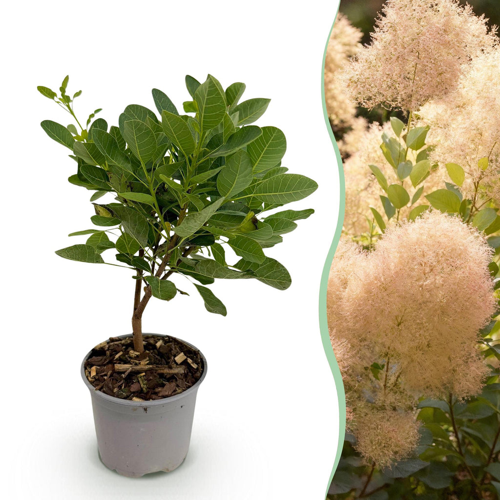 Cotinus coggyria Young Lady, groene bladeren