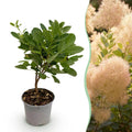 Cotinus coggyria Young Lady, groene bladeren