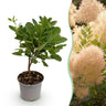 Cotinus coggyria Young Lady