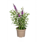 Buddleja Davidii Purple, plant in pot