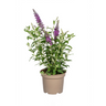 Buddleja Davidii Purple