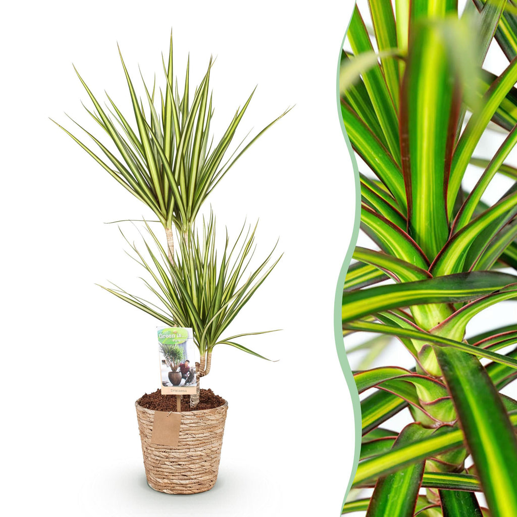 Dracaena Sunray met mand, detail van het blad