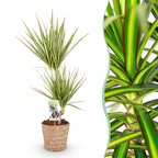 Dracaena Sunray met mand, detail van het blad