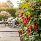 Taybes Rubus Tayberry, plant in pot