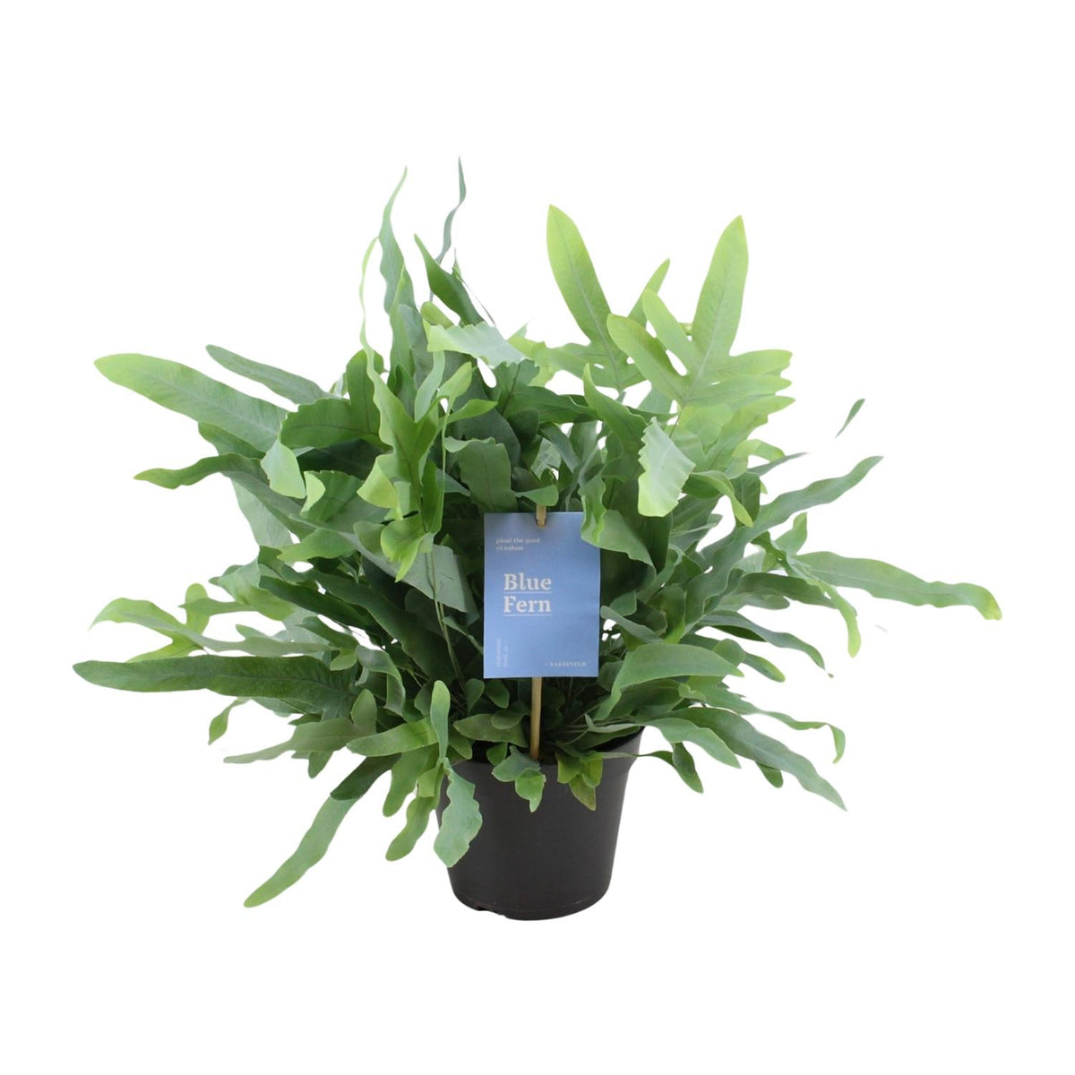Detailfoto van Phlebodium Blue Fern