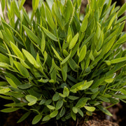 4x Pogonatherum Monica - Kamerbamboe - Met grijze pot