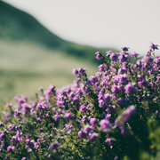 Thymus praecox &