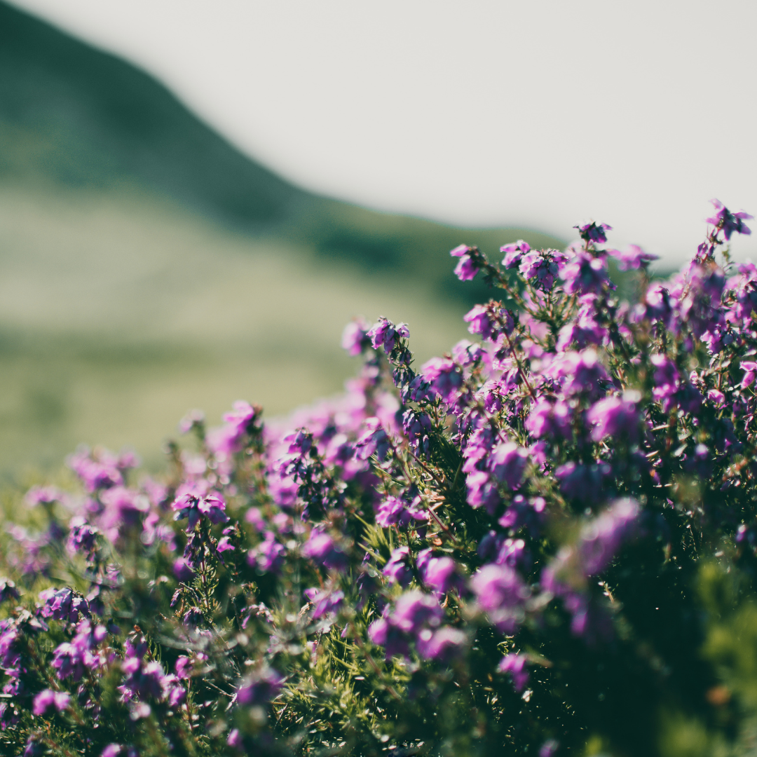 Thymus praecox 'Purple Beauty', sierlijke plant