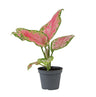 Aglaonema 'Red Valentine' - roze Chinese groenblijver - babyplant Ø6 cm