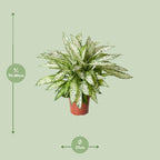 Detailfoto van Dieffenbachia Vesuvius