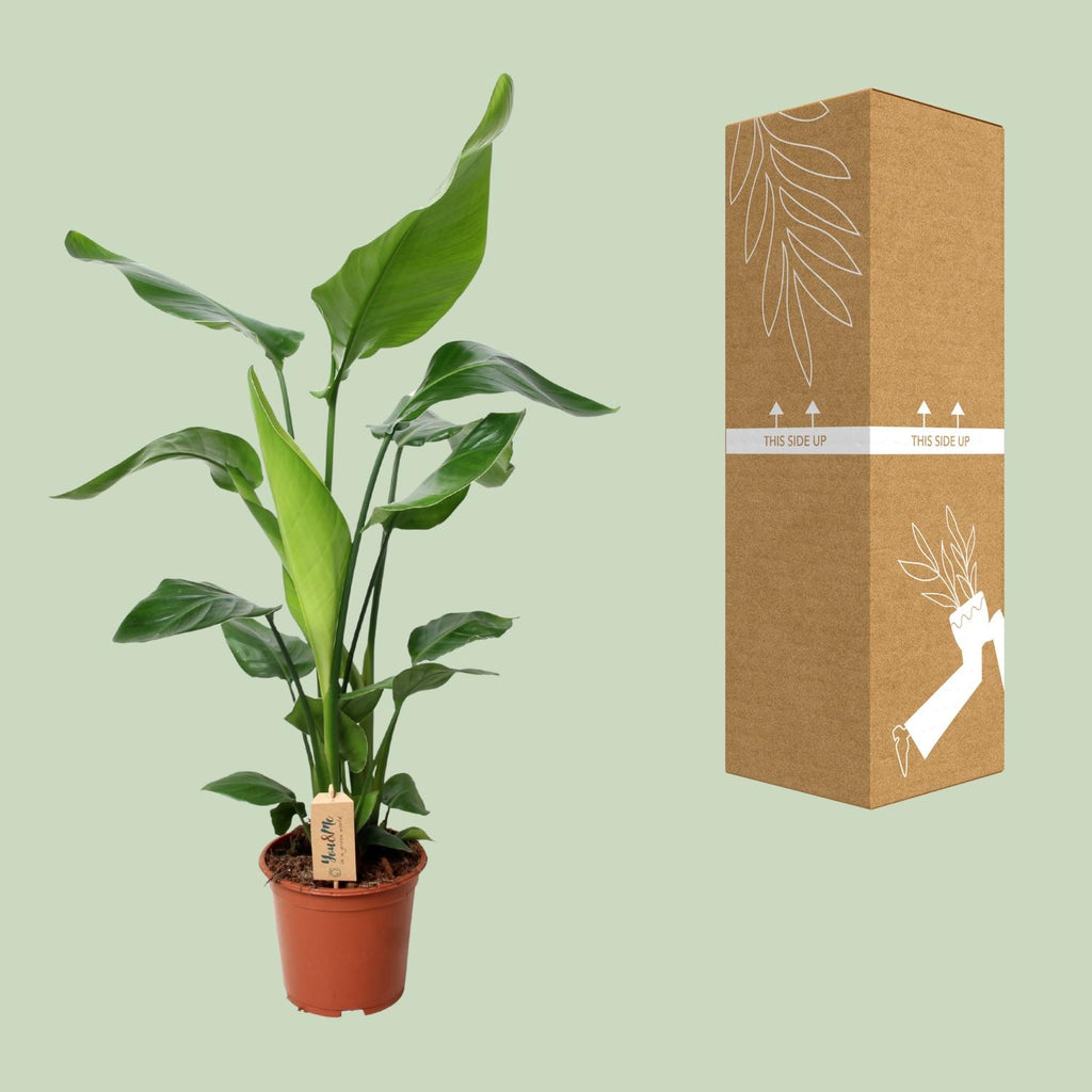 Detailfoto van Aanbieding - Strelitzia Nicolai