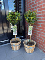 Laurus nobilis, plant in pot