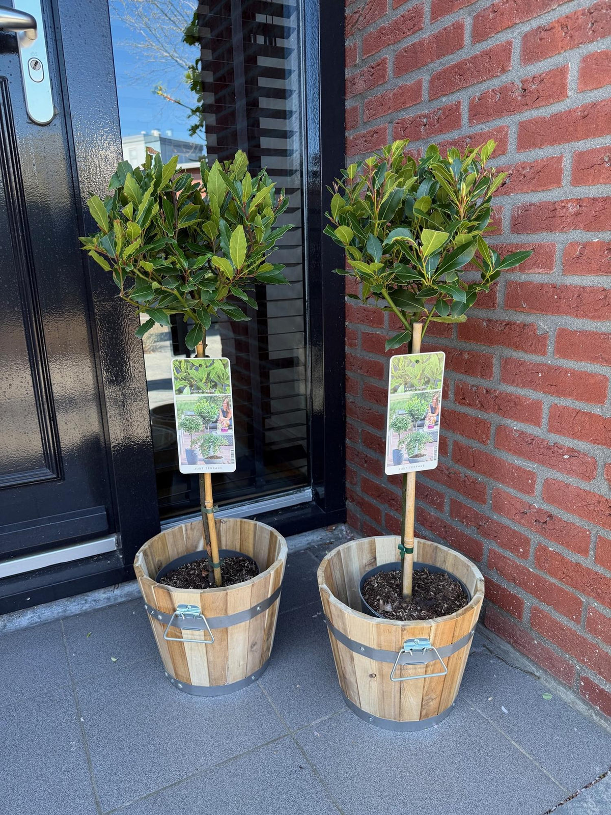 Laurus nobilis, plant in pot
