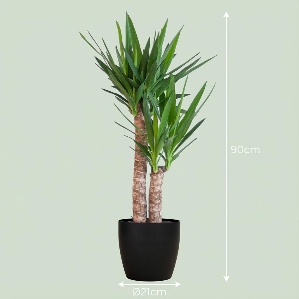 Yucca Elephantipes met zwarte pot, groeiwijze van de plant