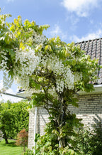 Productfoto van Wisteria floribunda Alba - Witte regen
