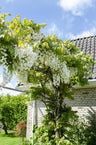 Wisteria floribunda Alba - Witte regen